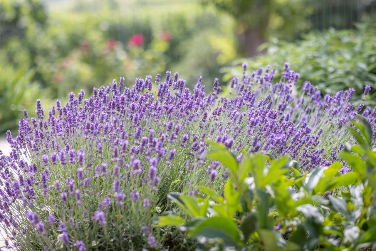 Agriturismo Tre Stelle Barbaresco Εξωτερικό φωτογραφία