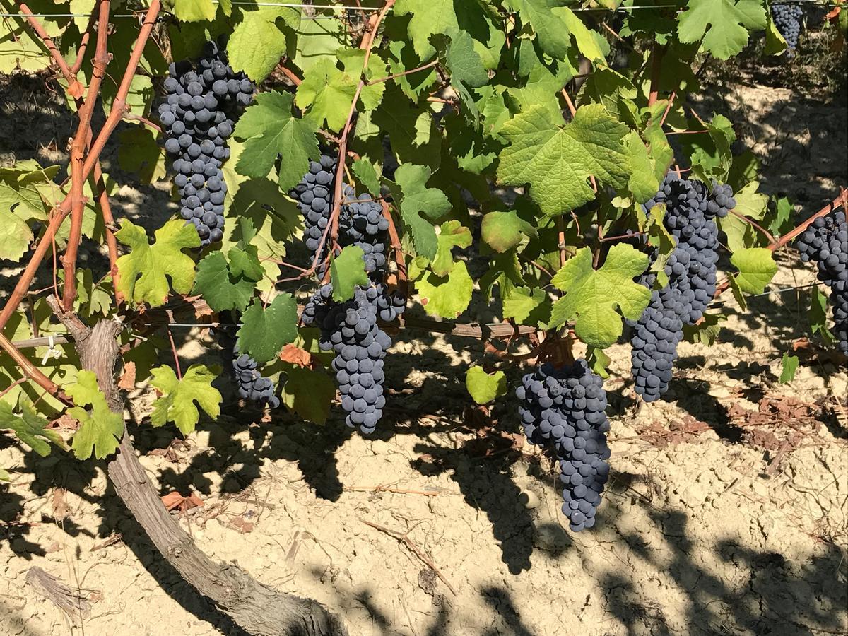Agriturismo Tre Stelle Barbaresco Εξωτερικό φωτογραφία